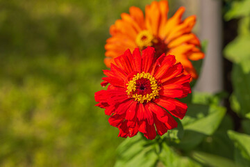Macro view of pink and orange zinnia elegans flowers on background of green leaves.