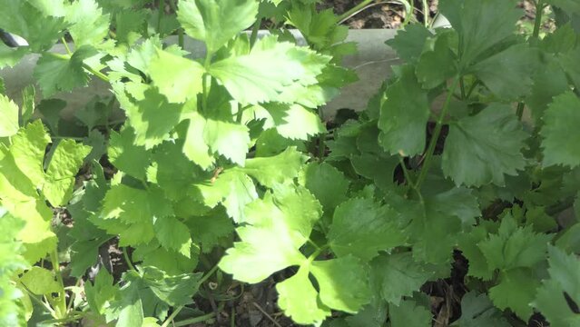 organic green celery harvested on vegetable farm. Harvest time