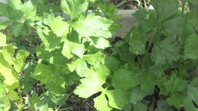 organic green celery harvested on vegetable farm. Harvest time