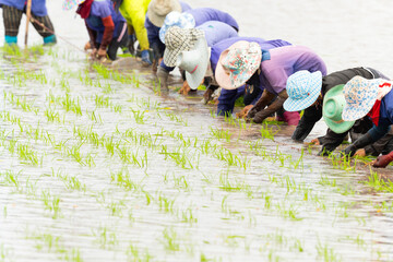farmer planting rice in the rice field , thailand