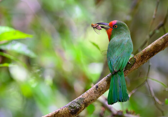 Red-bearded Bee-eater ( Nyctyornis amictus) eat insect on  tree branch ,Thailand