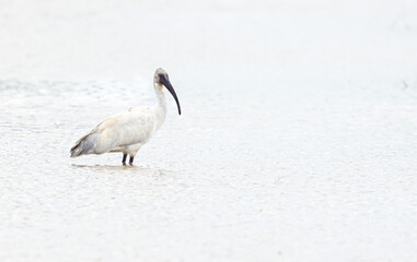 group of Black-headed lbis (Threskiornis melanocephalus)bird standing in wetlands,thailand