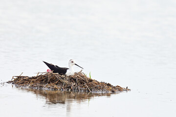  female Black-winged Stilt (Himantopus himantopus) incubating in the nest,thailand