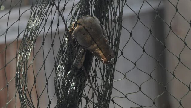 python trapped in a net