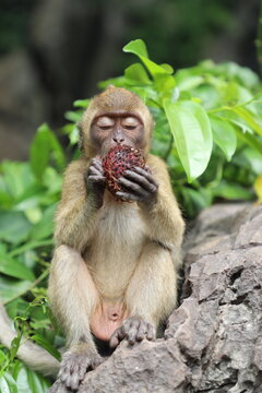 Macaques eat, Thailand