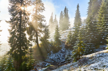 A picturesque scene of a mountain slope, adorned with tall spruce trees, dusted in the first snow of the season. As mist rises, the sun breaks through the trees - obrazy, fototapety, plakaty