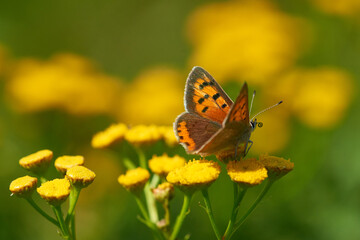 Brauner Feuerfalter (Lycaena tityrus) Weibchen	