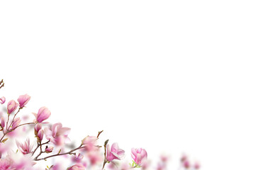 Pink white magnolia on transparent background. Blooms  blooming with petals isolated. Set magnolia branch png - obrazy, fototapety, plakaty