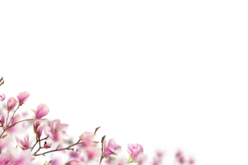 Pink white magnolia on transparent background. Blooms  blooming with petals isolated. Set magnolia branch png