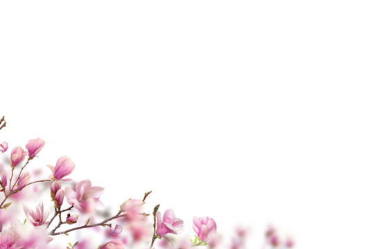 Pink white magnolia on transparent background. Blooms  blooming with petals isolated. Set magnolia branch png