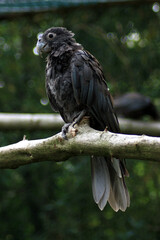Greater Vasa Parrot, Coracopsis vasa
