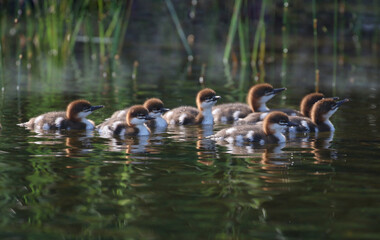 babys ducks in water during summer