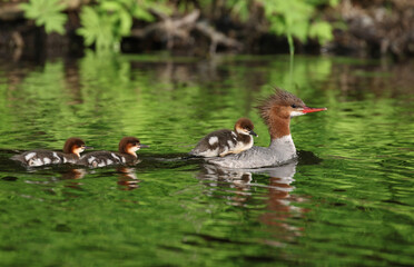 duck with her baby in nature