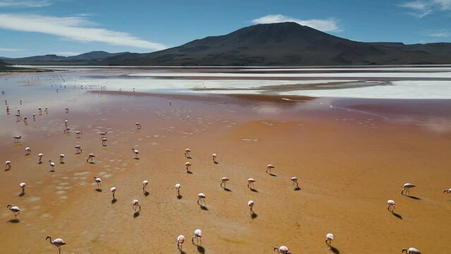 Drone footage of flamingos in the colorful Laguna Colorada in the remote Fauna Andina Eduardo Avaroa National Reserve in the Bolivian Altiplano in South America - natural look