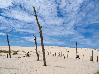Vast white sand dunes with dead trees and tufts of grass near Leba, Poland are a popular tourist destination