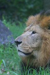 SGUARDO DI LEONE, LION LOOK