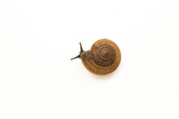 Snail on white background. Brown thailand snail.