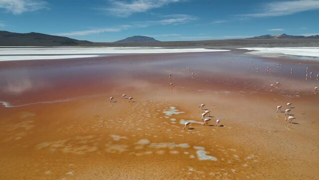 Drone footage of flamingos in the colorful Laguna Colorada in the remote Fauna Andina Eduardo Avaroa National Reserve in the Bolivian Altiplano in South America - natural look