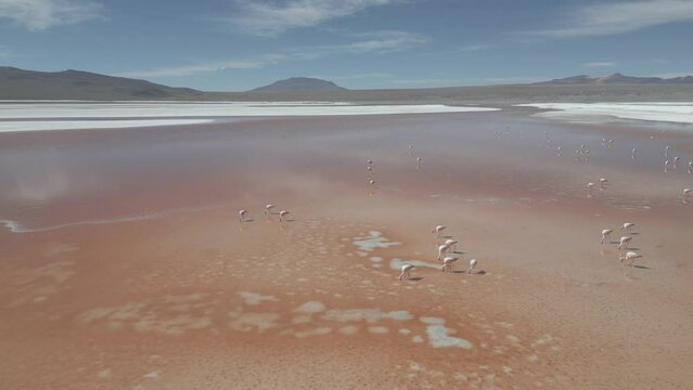 Drone footage of flamingos in the colorful Laguna Colorada in the remote Fauna Andina Eduardo Avaroa National Reserve in the Bolivian Altiplano in South America - raw version