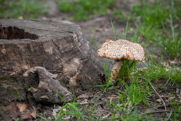 Mushroom Next to Large Leaf and Moss Covered Stump.