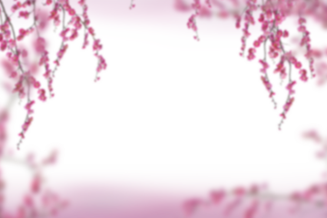 Sakura spring cherry blossom flowers on a tree branch isolated. Branch overlay. Pink white flower on transparent background.