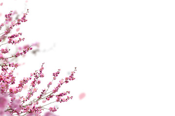 Sakura spring cherry blossom flowers on a tree branch isolated. Branch overlay. Pink white flower on transparent background. © Daria