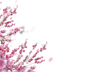 Sakura spring cherry blossom flowers on a tree branch isolated. Branch overlay. Pink white flower on transparent background.