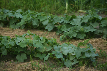 Green cucumber bushes grow in the ground in sunlight. A bed with young cucumber plants with several leaves in the soil, a new life. Growing organic vegetables outdoors in the garden