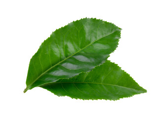 green tea leaf on transparent png