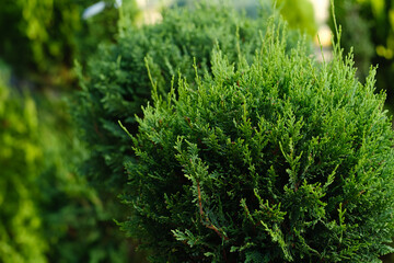Thuja, close-up. Garden plant shop.
