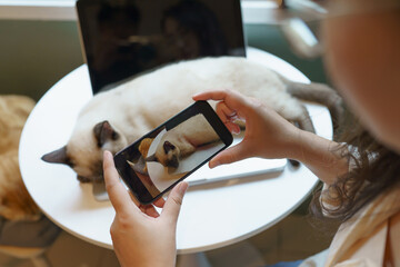 Cat lover female hands taking photo her lovely cat at home friendship Animal lover  lifestyle concept.