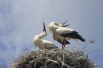 White storks ( Ciconia ciconia ) are preparing for a major migration to Africa in summer.