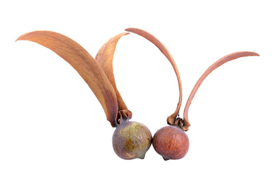 Dipterocarpus Alatus Flower on transparent png