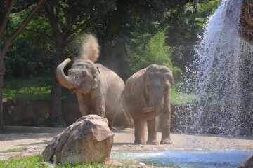 ELEFANTI E CASCATA, ELEPHANTS AND WATER FALL  © picture10