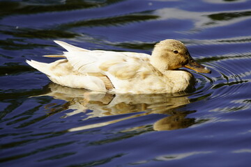 Crossbred wild duck female (Anas platyrhynchos) Anatidae family. Hanover - Herrenhausen, Germany.