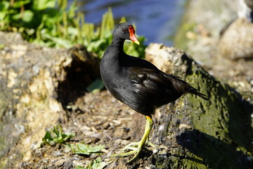 Eurasian Coot, (Fulica atra) and Common moorhen, (Gallinula chloropus), defending territory. Hanover-Herrenhausen, Germany.