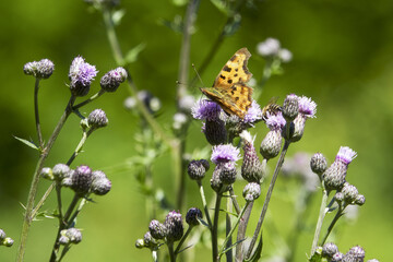 Mountain meadows in the Liptov region of Slovakia are home to many flowers, insects and birds and are now rare.