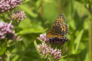 Mountain meadows in the Liptov region of Slovakia are home to many flowers, insects and birds and are now rare.