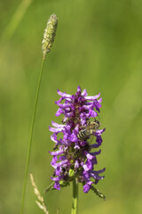 Mountain meadows in the Liptov region of Slovakia are home to many flowers, insects and birds and are now rare.