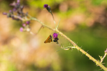 Butterfly meadow. There are butterflies and insects on the flowers and grass.
