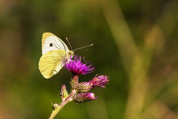 Butterfly meadow. There are butterflies and insects on the flowers and grass.
