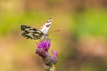 Butterfly meadow. There are butterflies and insects on the flowers and grass.