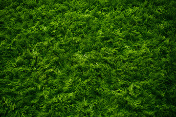 High detailed Close up of fresh spring grass. Green lawn, green grass texture background pattern for walllpaper, background and design art work
