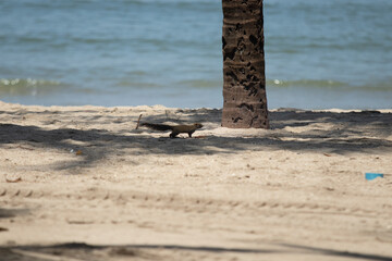 Fototapeta premium Squirrels, chipmunks running and jumping on the beach under the coconut palms by the sea with selective focus.