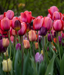 field of tulips