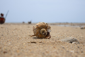 Hermit crabs walking on the sand on a beautiful day with blur background.