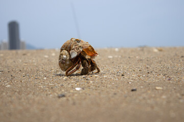 Hermit crabs walking on the sand on a beautiful day with blur background.