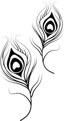 Peacock Feathers in black vector