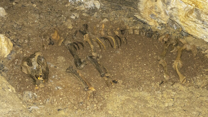 Važecká Cave in Slovakia is known for its underground beauties and bone finds of cave bears ( Ursus spelaeus ).