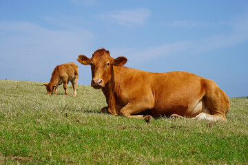 Red beef cattle, Angus cow in South Devon pasture, near Gara Rock, UK